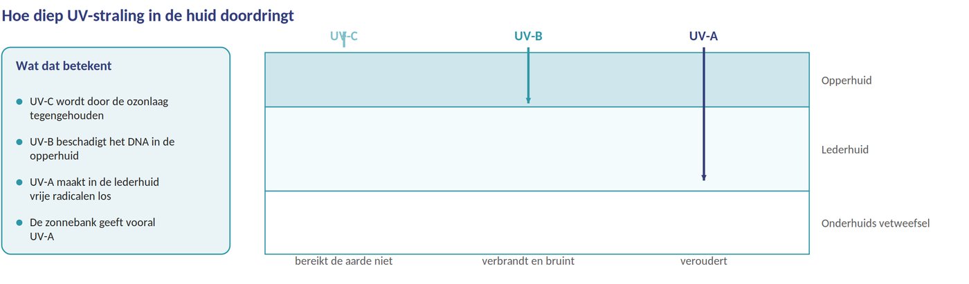 UV-A en UV-B in de huid